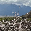 林芝旅游 缩略图 3