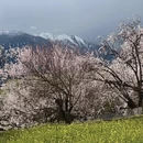 林芝旅游 缩略图 8