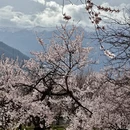 林芝旅游 缩略图 5