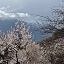 林芝旅游 缩略图 6