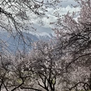 林芝旅游 缩略图 4
