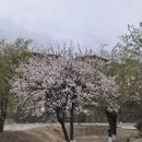 林芝旅游 缩略图 12