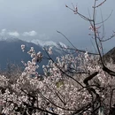 林芝旅游 缩略图 7