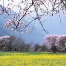 林芝旅游 缩略图 1