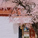 林芝旅游 缩略图 8