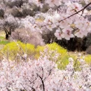 林芝旅游 缩略图 7