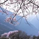 林芝旅游 缩略图 4