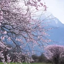 林芝旅游 缩略图 8