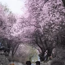 林芝旅游 缩略图 6