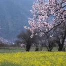 林芝旅游 缩略图 7