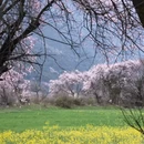 林芝旅游 缩略图 3