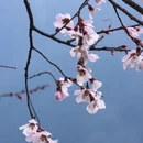 林芝旅游 缩略图 2