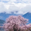 林芝旅游 缩略图 4
