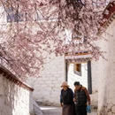 林芝旅游 缩略图 6