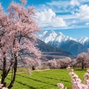 林芝旅游 缩略图 3