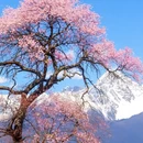 林芝旅游 缩略图 1