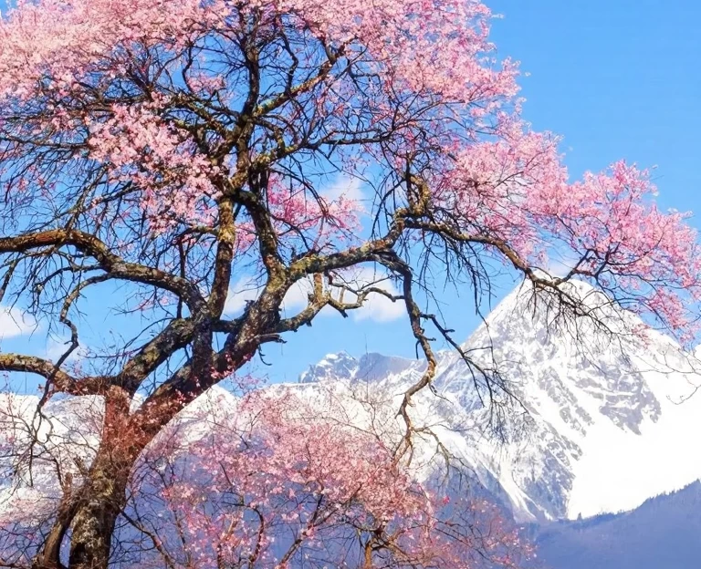 林芝旅游 1