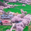 林芝旅游 缩略图 7