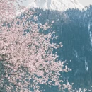林芝旅游 缩略图 8