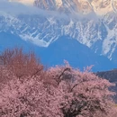 林芝旅游 缩略图 3