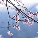 林芝旅游 缩略图 9