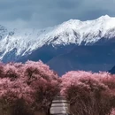 林芝旅游 缩略图 7