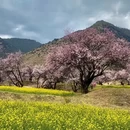 林芝旅游 缩略图 8