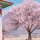 林芝旅游 缩略图 5