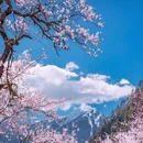林芝旅游 缩略图 6