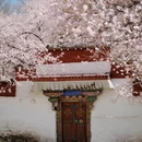 林芝旅游 缩略图 4