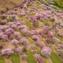 林芝旅游 缩略图 2