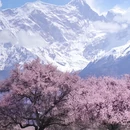 林芝旅游 缩略图 1