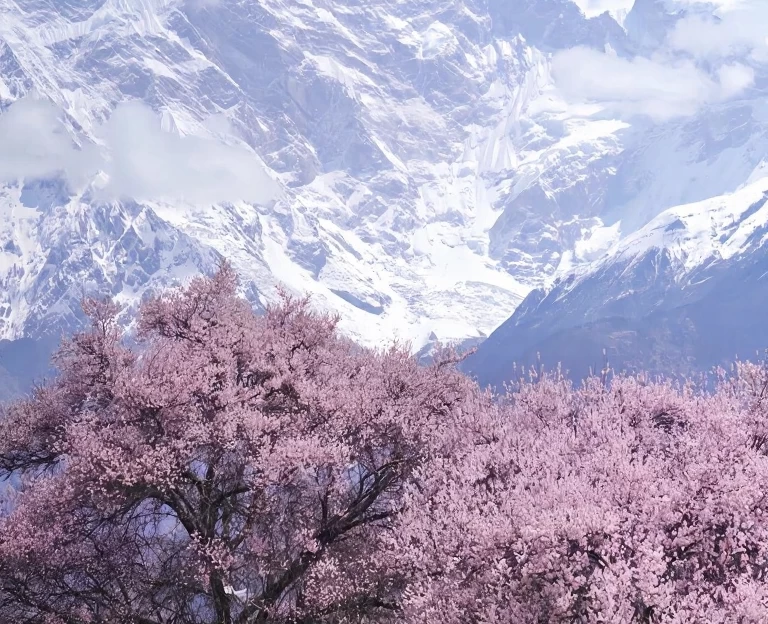 林芝旅游 1