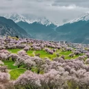 林芝旅游 缩略图 4
