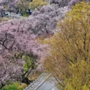 林芝旅游 缩略图 9