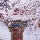 林芝旅游 缩略图 6