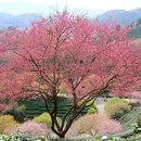 龙岩旅游 缩略图 4
