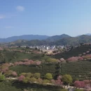 龙岩旅游 缩略图 7