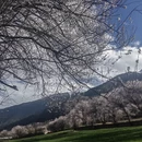 林芝旅游 缩略图 16