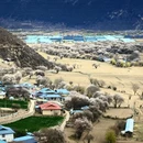 林芝旅游 缩略图 17