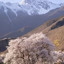 林芝旅游 缩略图 5