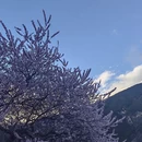 林芝旅游 缩略图 18