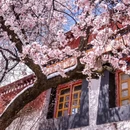 林芝旅游 缩略图 9