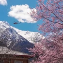林芝旅游 缩略图 10