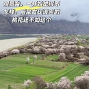 林芝旅游 缩略图 5