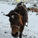 林芝旅游 缩略图 9