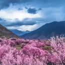 林芝旅游 缩略图 3