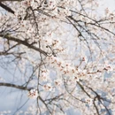 林芝旅游 缩略图 12