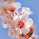 林芝旅游 缩略图 7