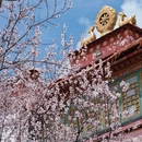 拉萨旅游 缩略图 3